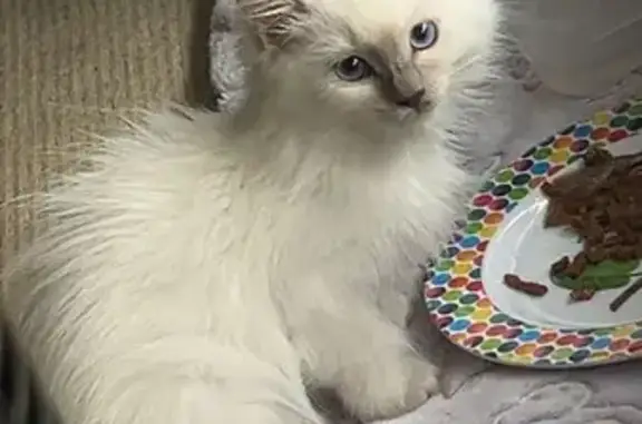 Lost Kitten: White, Blue-Eyed, Feisty