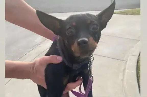 Friendly Lost Dog in San Bernardino
