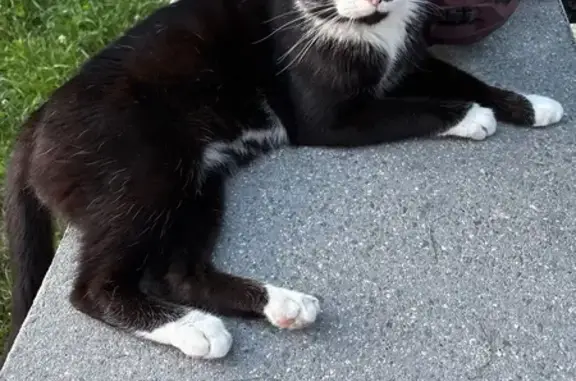 Chat trouvé Audincourt, photo: Chat noir et blanc craintif trouvé à Audincourt