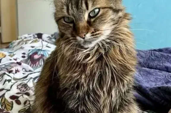 Chatte marron perdue, poils longs, Isle - photo