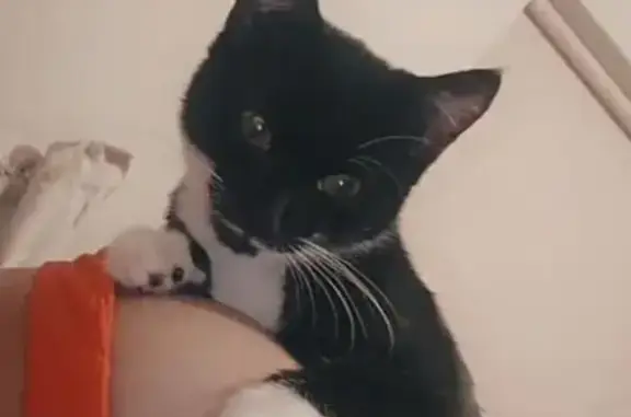 Lost Cat in Wollongong: Daisy'...