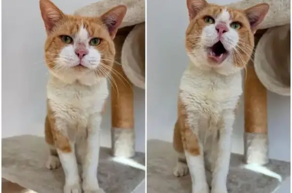 Lost Pale Ginger Manx Cat in K...