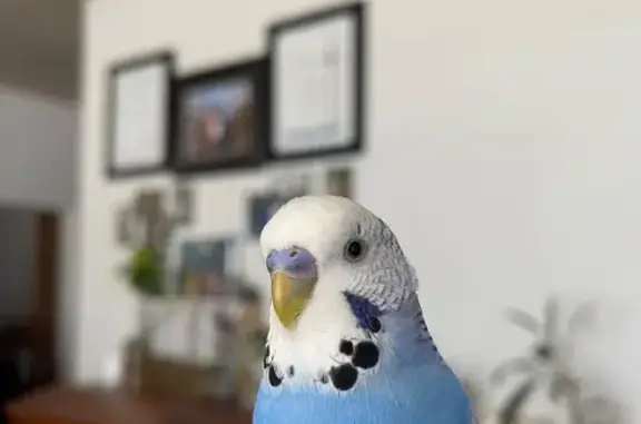 Help Find My Lost Lilac Budgie in Kogarah