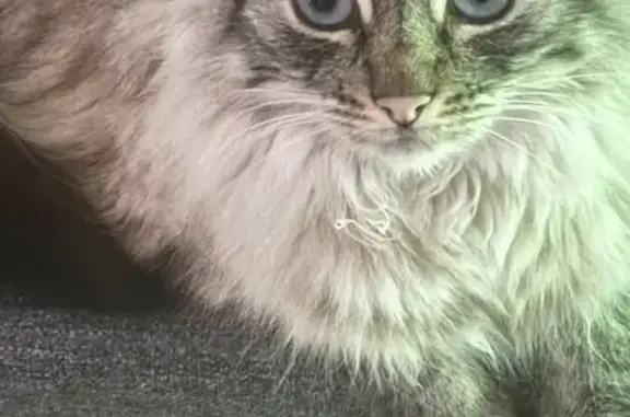Chatte Isis perdue à Angers, quartier La Fayette - photo