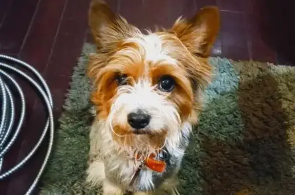 Lost Dog: Friendly Toto Lookalike Roams