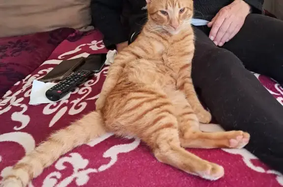 Gato Naranja Perdido en Calvià - Necesita Ayuda