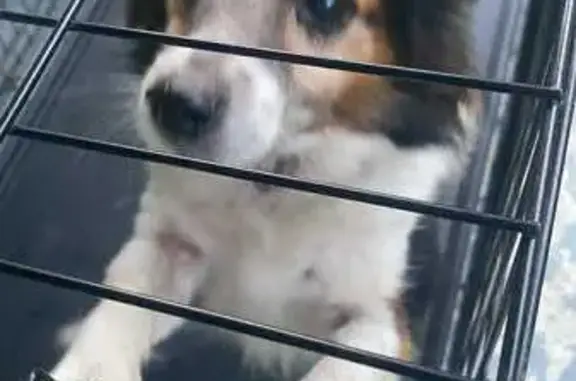 Lost Jack Russell in Mid-Coast...