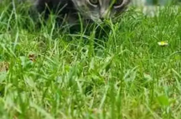 Animaux perdus Franconville, photo: Chat perdu, tigré gris, Rue du Plessis