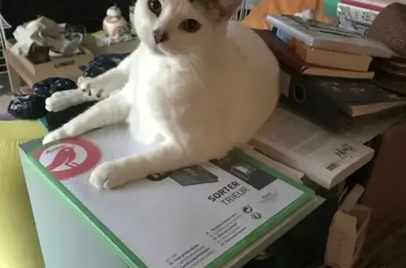 Chat perdu, La Tour-de-Salvagny, photo: Chatte perdue: blanche, tigrée tête & queue