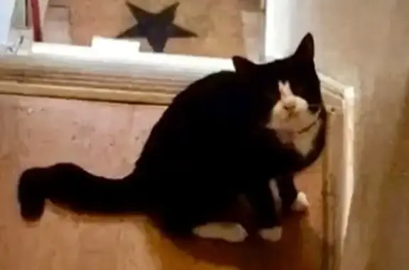 Lost Tuxedo Cat: Phillip Needs Help!
