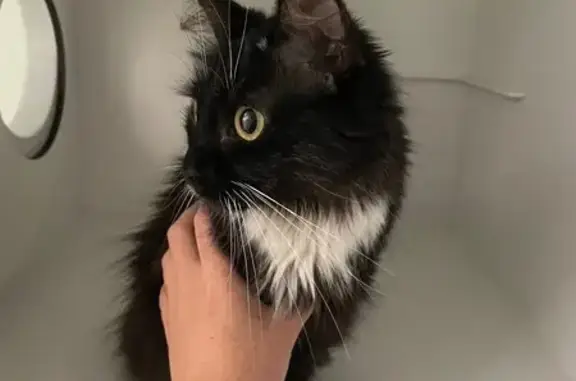 Chatte noire et blanche trouvée à Rennes - photo