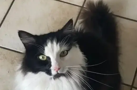 Chat perdu : Piou, noir et blanc, poils longs - photo