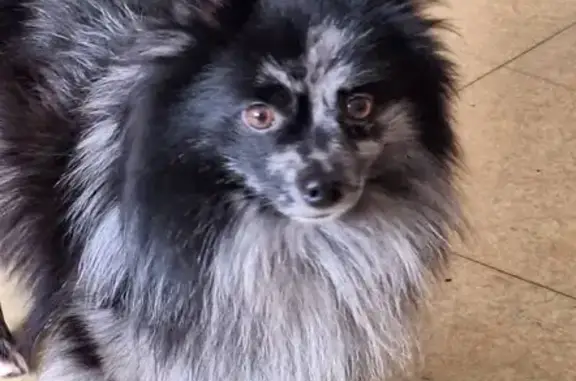 Chien perdu Brest, photo : Chien perdu : Bonjour Crevette, 3 ans, Brest