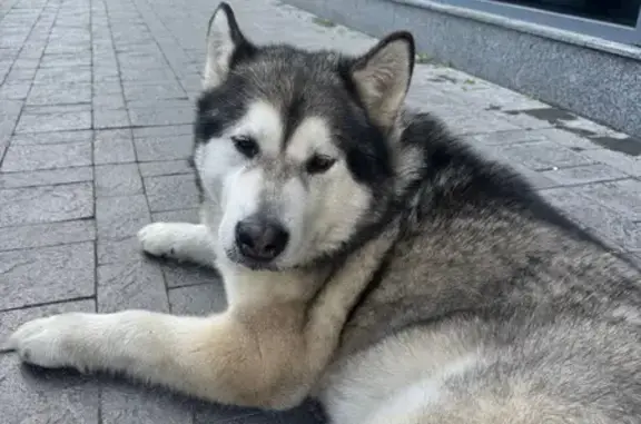 Знайдена собака на Машинобудівній, Київ - photo