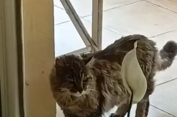 Chat tigré adulte trouvé à Lescar - photo
