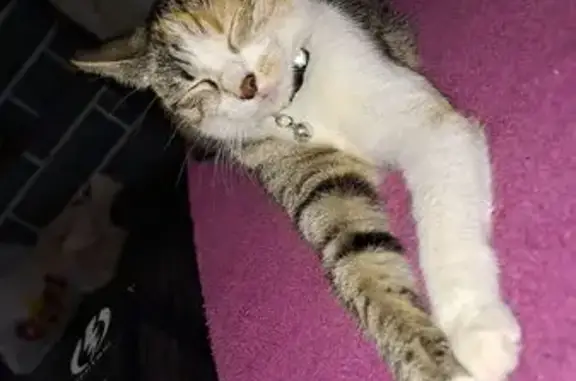 Chatte perdue à Dax, 2 ans, petite taille - photo