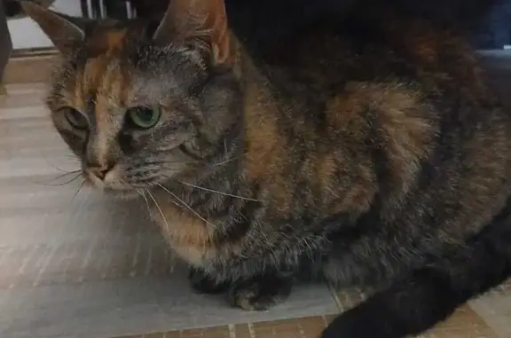 Animaux perdus Rezé, photo: Chatte écaille perdue à Rezé/Pont-Rousseau