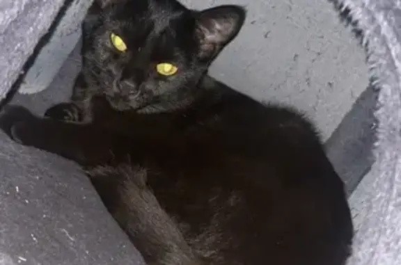 Chat noir craintif perdu à Saint-Nazaire - photo