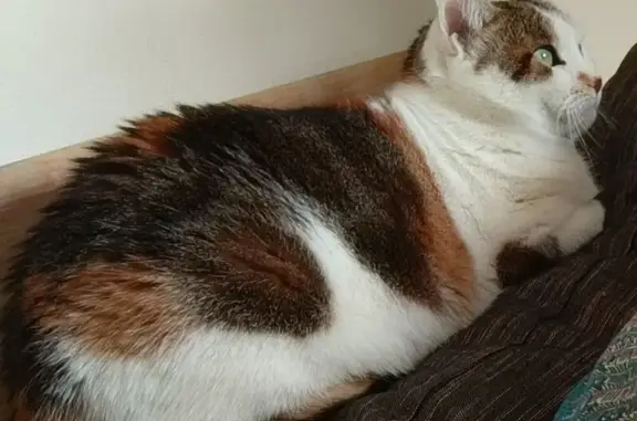 Animaux perdus , photo: Chatte écaille perdue à Giou-de-Mamou
