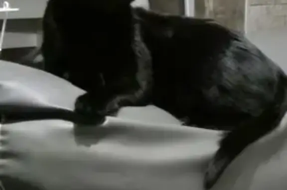 Animaux perdus , photo: Chat noir perdu, pucé, castré, craintif