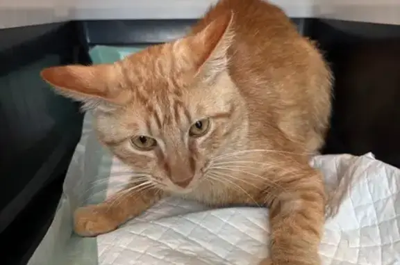 Animaux trouvés , photo: Chat roux trouvé, ramené à la SPA Strasbourg