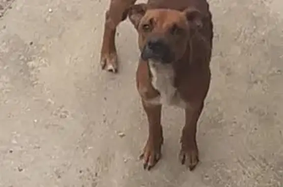 Chien marron et blanc trouvé à Nesles - photo