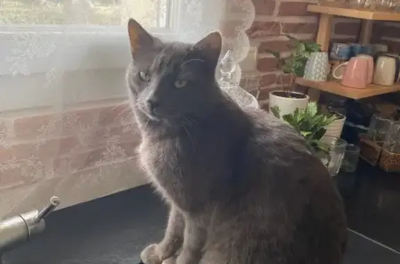 Animaux perdus , photo: Chat sociable perdu à Courçay