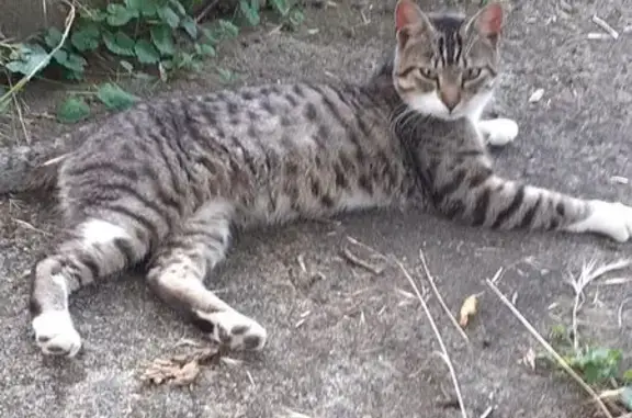 Animaux trouvés Gannat, photo: Chat mâle tigré/blanc trouvé à Gannat