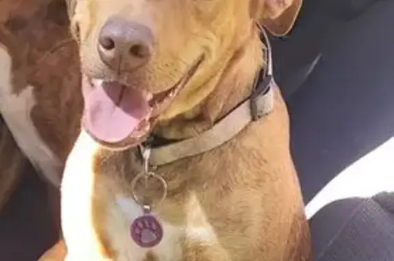 Lost Brindle Dog: Pink Collar,...