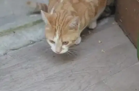 Chat trouvé Saint-Didier, photo: Chat blanc et roux trouvé, sociable, St-Didier