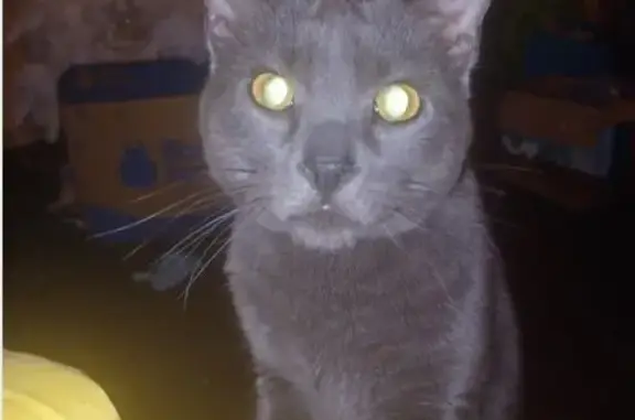 Missing cat Marsing, photo: Lost Gray Blind Cat: James in Marsing
