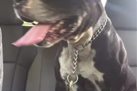 Found dog Fair Grove, photo: Sweet Black & White Dog Found on Hwy AA