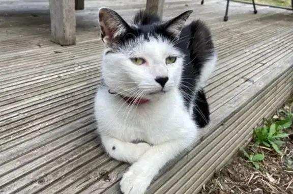 Chat perdu, Le Havre, photo: Chat perdu : Nelson, 10 ans, sociable, Le Havre