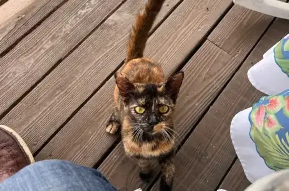 Lost Sweet Cat: Orange & Black, No ID