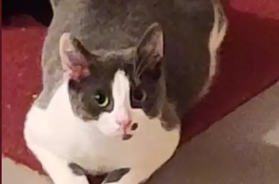 Animaux perdus Lille, photo: Chat perdu : Tartine, 1 an, gris et blanc