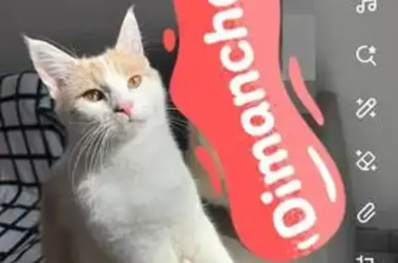 Chat perdu roux et blanc à Denain - photo