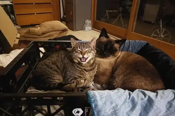 ¡Urgente! Gato siamés perdido en Bunyola