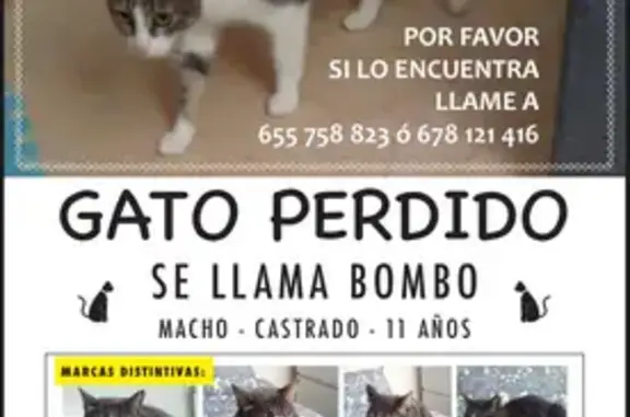 Gato Perdido en Cerceda: Ayuda para Encontrarlo