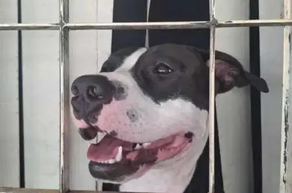 cachorro desaparecida