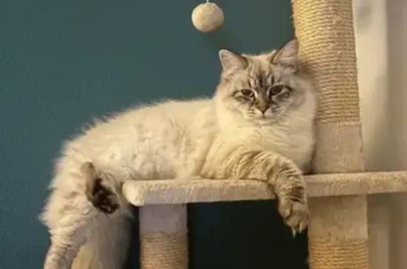 Animaux perdus Vallauris, photo: Chat perdu : beige/gris, yeux bleus, Vallauris