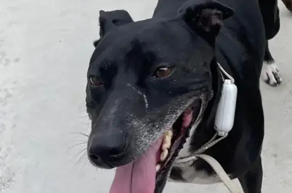 Lost Dog: Black with White Markings in SD