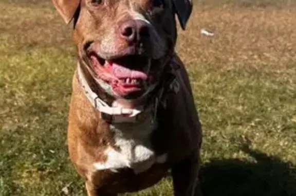 Friendly Tan Pit Bull Lost on Hopkins Rd
