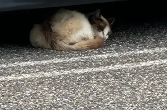 Animaux trouvés Sarralbe, photo: Chat crème malade près du Super U Sarralbe