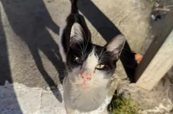 gato encontrada