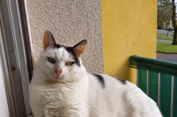 Chat perdu, Montbéliard, photo: Chat sociable perdu, Rue Jean de la Fontaine