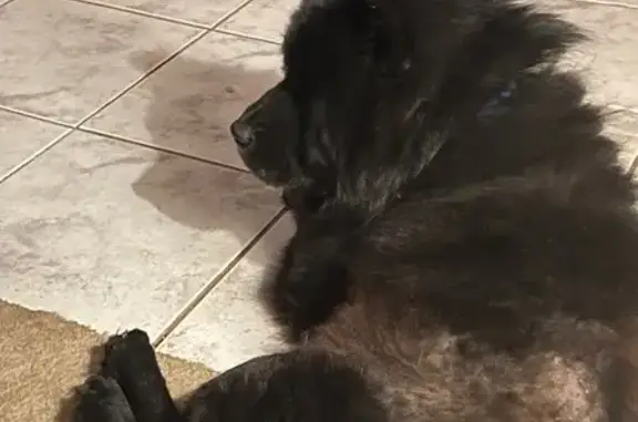 Lost Black Lion Chow in Athens, GA