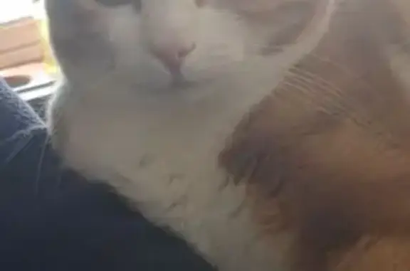 Chat perdue à Frouard, surnom 