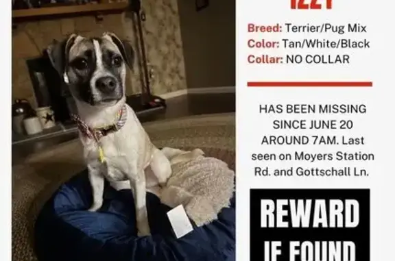 Help Find Skittish Lost Dog Izzy!