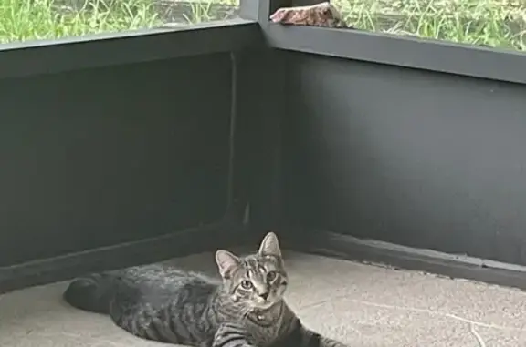 Lost and found pets Haverhill, photo: Lost Sweet Green-Eyed Cat in Haverhill