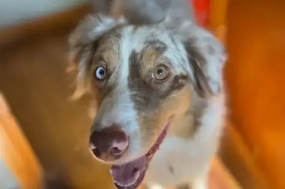 Lost Aussie Shepherd: Unique Eyes, Wichita